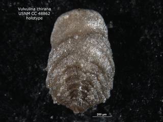 To NMNH Paleobiology Collection (Vulvulina chirana CC48862 holo 1)