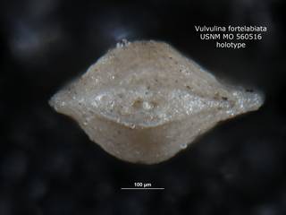To NMNH Paleobiology Collection (Vulvulina fortelabiata MO560516 holo 1)