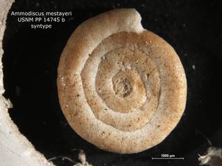 To NMNH Paleobiology Collection (Ammodiscus mestayeri PP14745B syn)