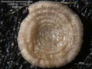 To NMNH Paleobiology Collection (Ammodiscus semiconstrictus PAL 71705 holo)