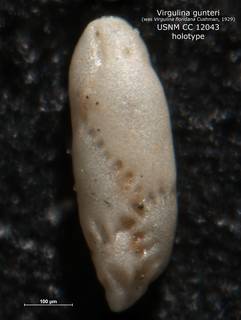 To NMNH Paleobiology Collection (Virgulina floridana gunteri CC 12043 holo)