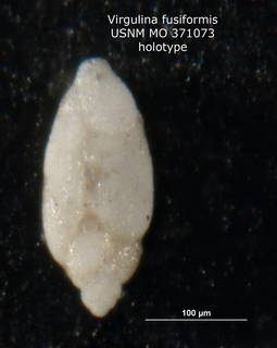 To NMNH Paleobiology Collection (Virgulina fusiformis MO371073 holo 1)
