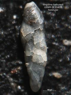 To NMNH Paleobiology Collection (Virgulina halkyardi CC21455 holo)