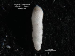 To NMNH Paleobiology Collection (Virgulina implicata CC39627 holo 2)