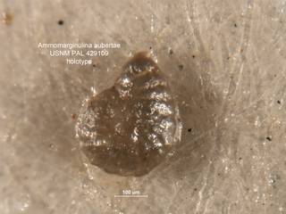 To NMNH Paleobiology Collection (Ammomarginulina_aubertae_HOLO_USNM_429109)