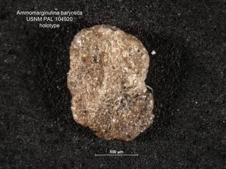 To NMNH Paleobiology Collection (Ammomarginulina_baryntica_HOLO_PAL_104920)