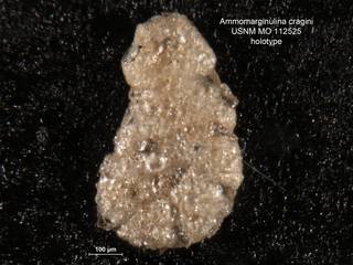 To NMNH Paleobiology Collection (ammomarginulina_cragini_HOLO_MO_112525)