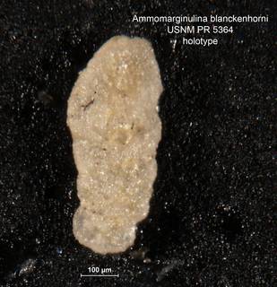 To NMNH Paleobiology Collection (ammomarginulina_blanckenhorni_HOLO_PR_5364)