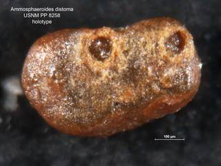 To NMNH Paleobiology Collection (Ammosphaeroides distoma PP 8258 holo)