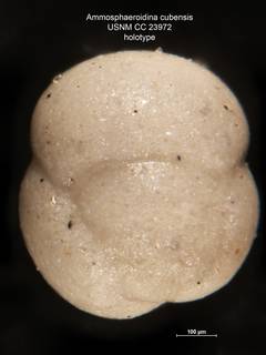 To NMNH Paleobiology Collection (Ammosphaeroidina cubensis CC 23972 holo2)