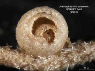 To NMNH Paleobiology Collection (Ammosphaerulina adhaerens PP 8466 holo close)