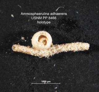 To NMNH Paleobiology Collection (Ammosphaerulina adhaerens PP 8466 holo)