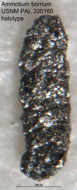 To NMNH Paleobiology Collection (Ammotium bornum PAL 335160 holo)