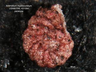 To NMNH Paleobiology Collection (Ammotium multiloculatum PAL 431084 para)