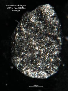 To NMNH Paleobiology Collection (Ammotium nkalagum PAL 335164 holo)