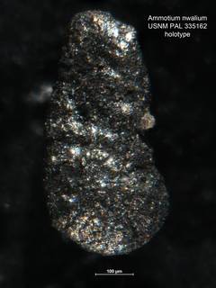 To NMNH Paleobiology Collection (Ammotium nwaliumPAL 335162)