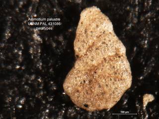 To NMNH Paleobiology Collection (Ammotium palustre PAL 431086 para)
