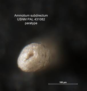 To NMNH Paleobiology Collection (Ammotium subdirectum PAL 431082 para ap)