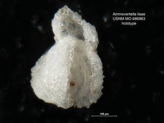 To NMNH Paleobiology Collection (Ammovertella lisae MO 686863 holo)
