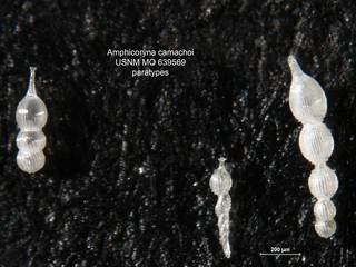 To NMNH Paleobiology Collection (Amphicoryna camachoi MO 639569 para)