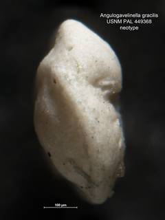 To NMNH Paleobiology Collection (Angulogavelinella gracilis 449368 neo 2)