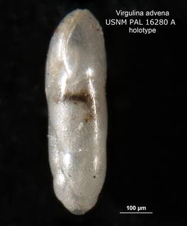 To NMNH Paleobiology Collection (Virgulina advena PAL 16280a holo 2)