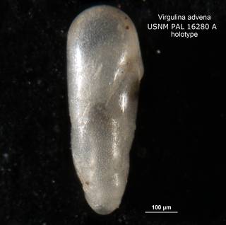 To NMNH Paleobiology Collection (Virgulina advena PAL 16280a holo 1)