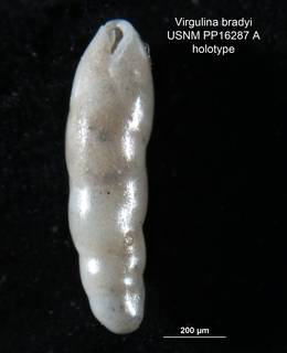 To NMNH Paleobiology Collection (Virgulina bradyi PP16287A holo 2)