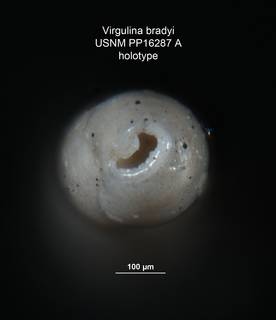 To NMNH Paleobiology Collection (Virgulina bradyi PP16287A holo 3)