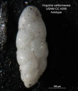 To NMNH Paleobiology Collection (Virgulina californiensis CC4359 holo 1)