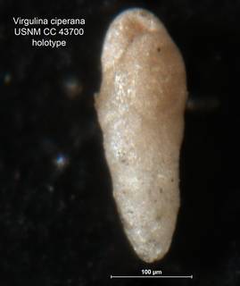 To NMNH Paleobiology Collection (Virgulina ciperana CC43700 holo)