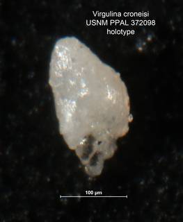 To NMNH Paleobiology Collection (Virgulina croneisi PAL372098 holo)