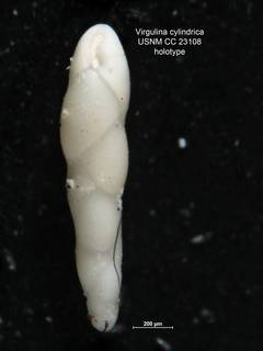 To NMNH Paleobiology Collection (Virgulina cylindrica CC 23108 holo)