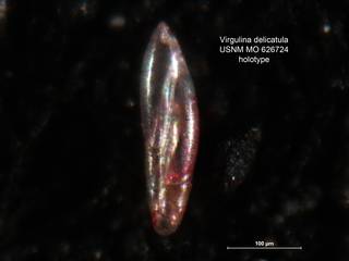 To NMNH Paleobiology Collection (Virgulina delicatula MO 626724 holo)