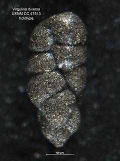 To NMNH Paleobiology Collection (Virgulina diversa CC 47513 holo)
