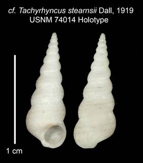 To NMNH Extant Collection (IZ MOL 74014 Holotype Shell Plate)