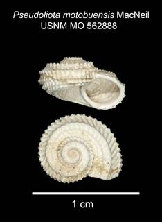 To NMNH Paleobiology Collection (USNM MO 562888 Pseudoliotia motobuensis)