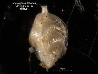 To NMNH Paleobiology Collection (Angulogerina delicatula CC63105 holo)