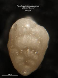 To NMNH Paleobiology Collection (Angulogerina ecuadorensis PR 4907 para lft)