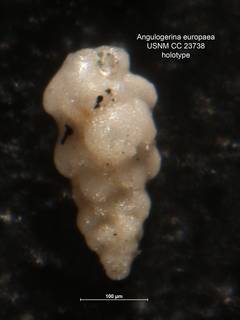To NMNH Paleobiology Collection (Angulogerina europaea CC 23738 holo)
