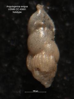 To NMNH Paleobiology Collection (Angulogerina exigua CC 45681 holo)