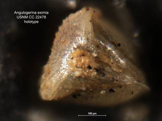 To NMNH Paleobiology Collection (Angulogerina eximia CC 22478 holo 2)