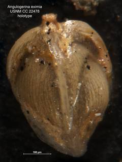 To NMNH Paleobiology Collection (Angulogerina eximia CC 22478 holo)