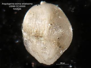 To NMNH Paleobiology Collection (Angulogerina eximia striatissima CC63500)