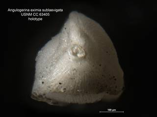 To NMNH Paleobiology Collection (Angulogerina eximia sublaevigata CC 63405 ap)