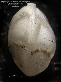 To NMNH Paleobiology Collection (Angulogerina eximia sublaevigata CC 63405)