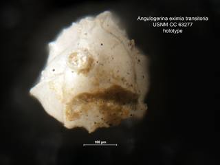 To NMNH Paleobiology Collection (Angulogerina eximia transitoria CC 63277 holo)