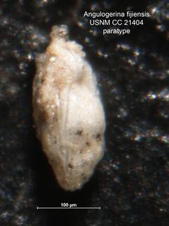 To NMNH Paleobiology Collection (Angulogerina fijiensis CC 21404 para rt)