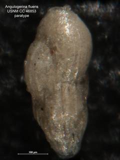 To NMNH Paleobiology Collection (Angulogerina fluens CC 46853 para top)