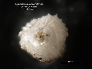 To NMNH Paleobiology Collection (Angulogerina guazumalensis CC62979 holo ap)